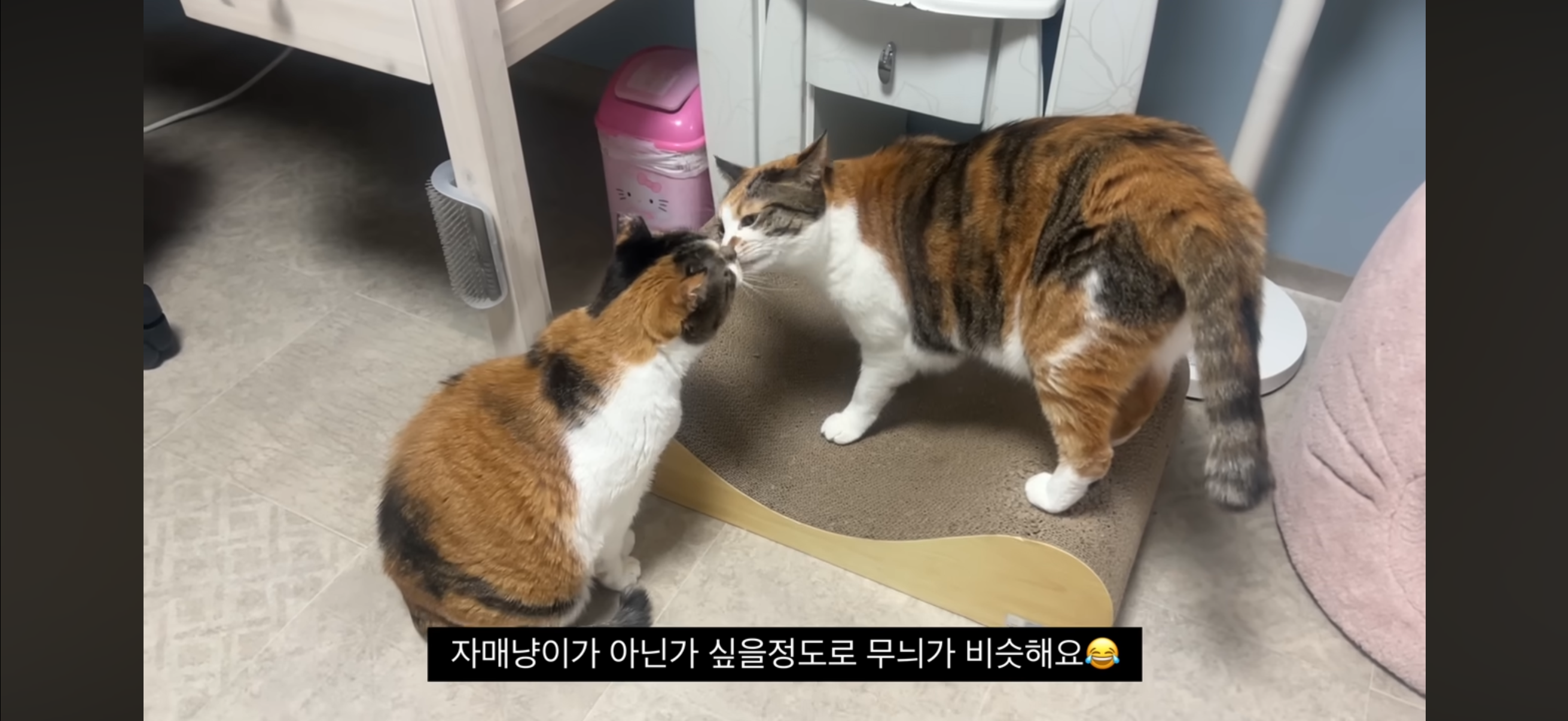 7년간 매일 나를 기다리던 길냥이(해피엔딩💕) | 인스티즈