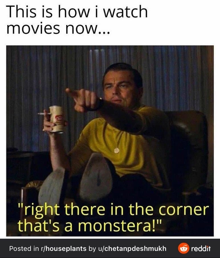 해외 식물집사 밈 | 인스티즈