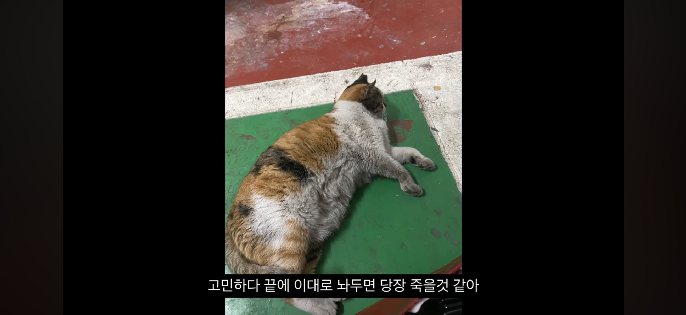 7년간 매일 나를 기다리던 길냥이(해피엔딩💕) | 인스티즈
