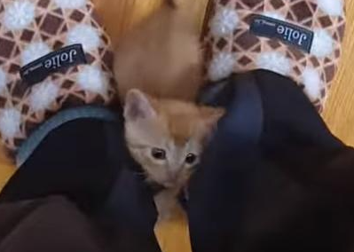 [매탈남] 고알못 집사한테 진심인 아기고양이.jpg | 인스티즈