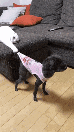 주인한테 갈 수 없는 강아지.gif | 인스티즈