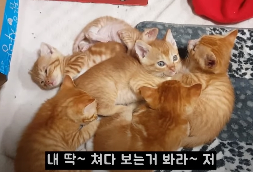 [매탈남] 고알못 집사한테 진심인 아기고양이.jpg | 인스티즈