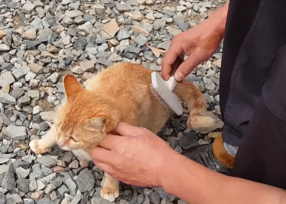 a0e6cd05189e8cbc1213523d43efbf3a28f70ae0