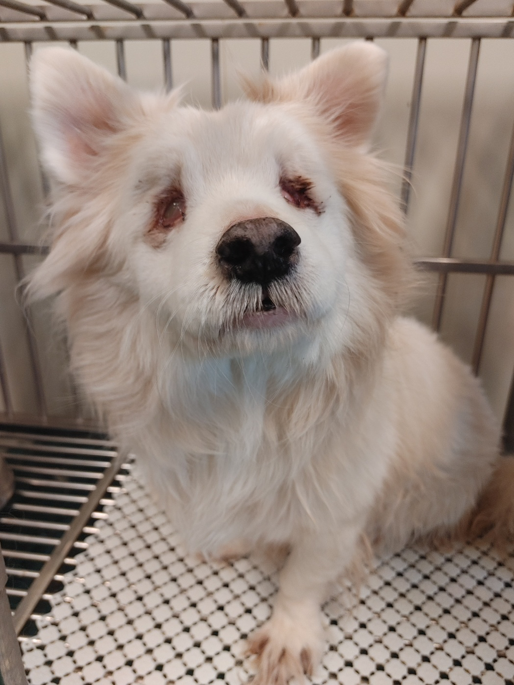 두눈이 파이고 주인에게 버려진 12살 강아지 "눈물”이 구조소식 | 인스티즈