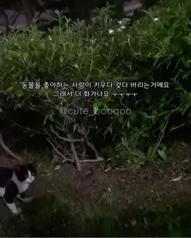 고양이가 가까이 와서 얼굴 확인한 이유 | 인스티즈