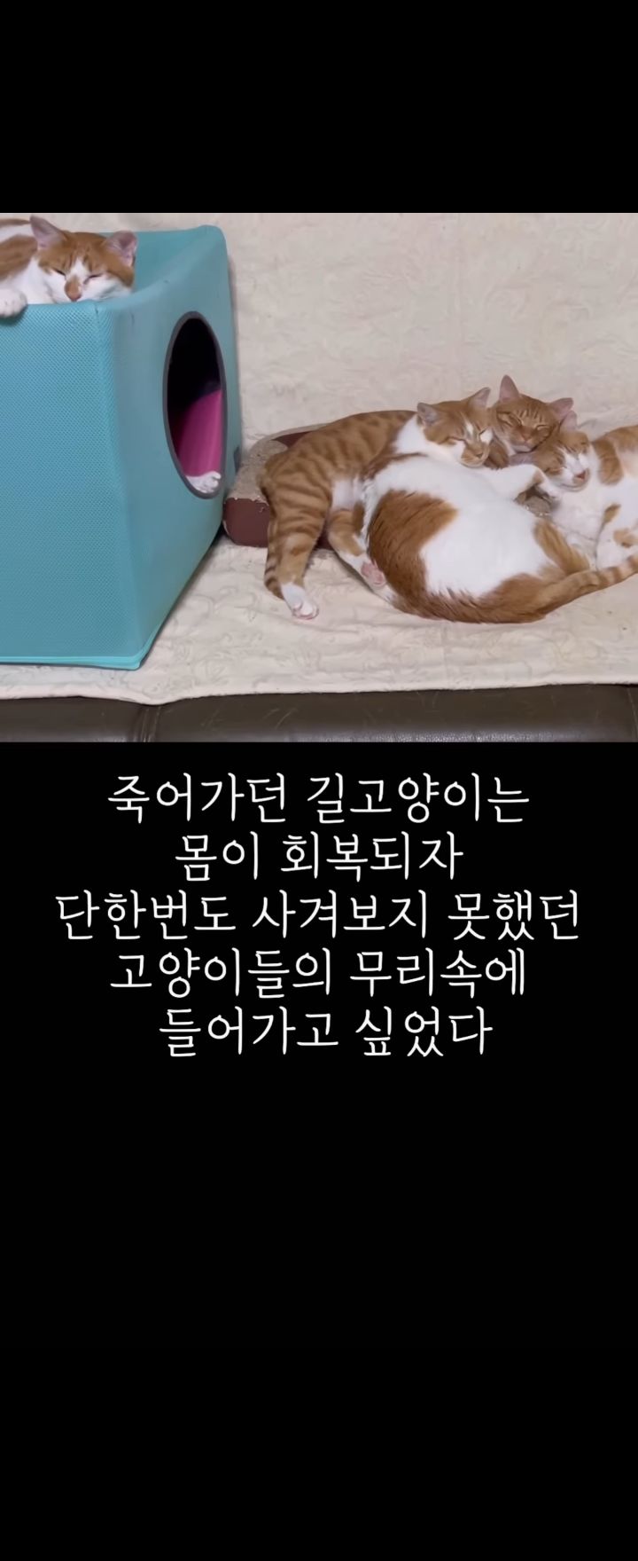 무리에 끼지 못하는 아픈 고양이의 친구가 되어준 새끼강아지.jpg | 인스티즈