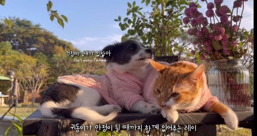 무리에 끼지 못하는 아픈 고양이의 친구가 되어준 새끼강아지.jpg | 인스티즈