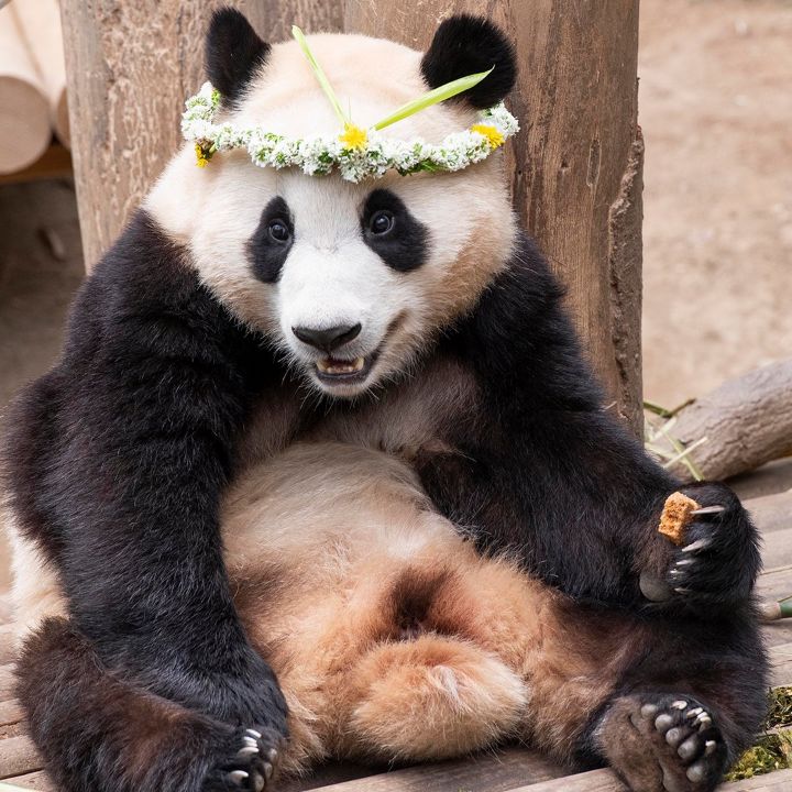 꽃을 좋아하는 푸바오에게 사육사 할아버지가 만들어주는 선물 | 인스티즈