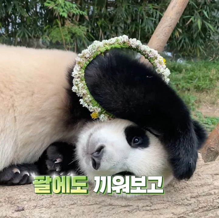꽃을 좋아하는 푸바오에게 사육사 할아버지가 만들어주는 선물 | 인스티즈