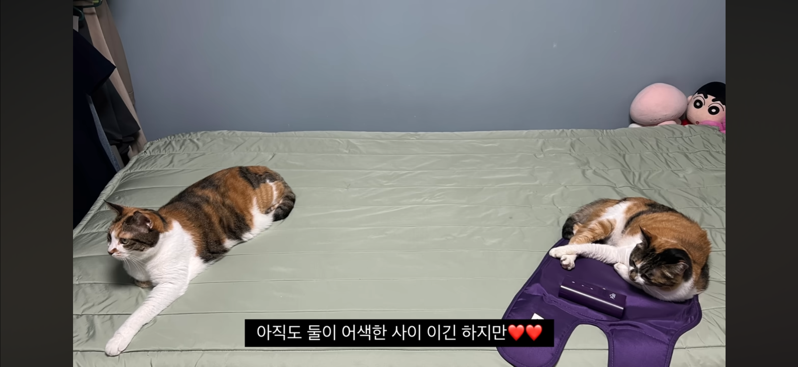 7년간 매일 나를 기다리던 길냥이(해피엔딩💕) | 인스티즈