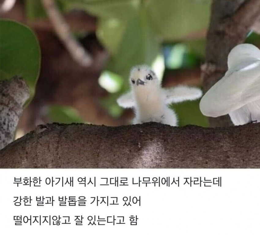 태어난 김에 사는 새.JPG | 인스티즈