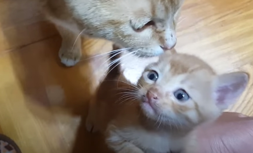 [매탈남] 고알못 집사한테 진심인 아기고양이.jpg | 인스티즈