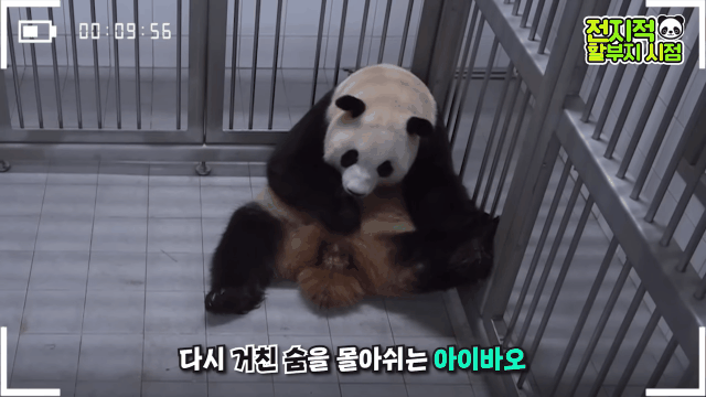 푸바오 출산때와 180도 달라진 아이바오.GIF | 인스티즈