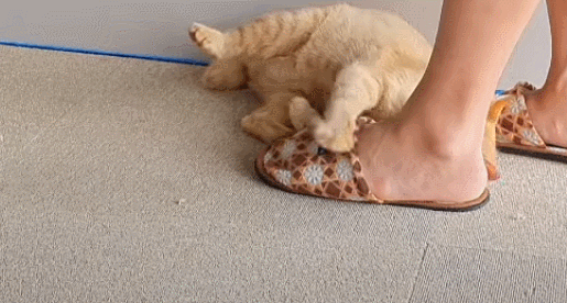 [매탈남] 고알못 집사한테 진심인 아기고양이.jpg | 인스티즈