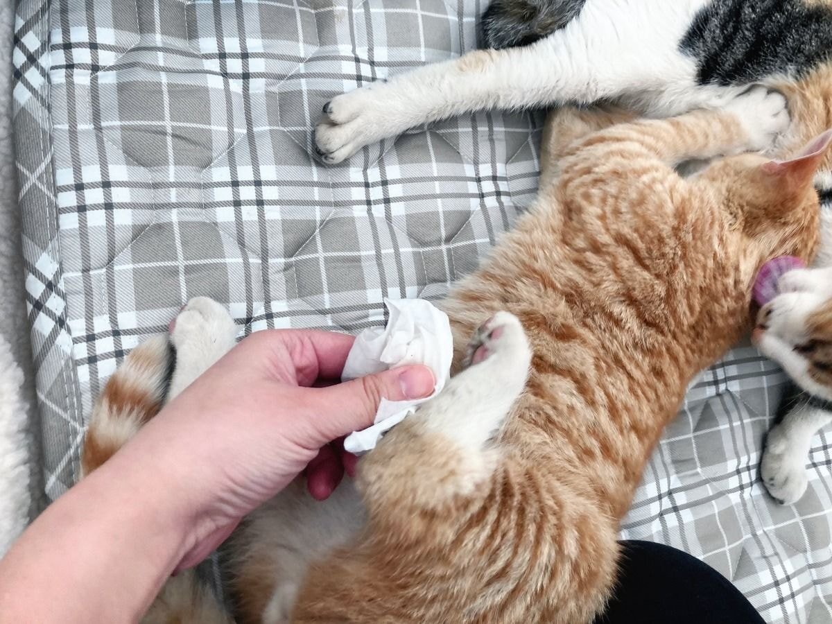 캠핑하러 왔다가 맹수들한테 집 습격당함 ㅜㅜ.twt | 인스티즈