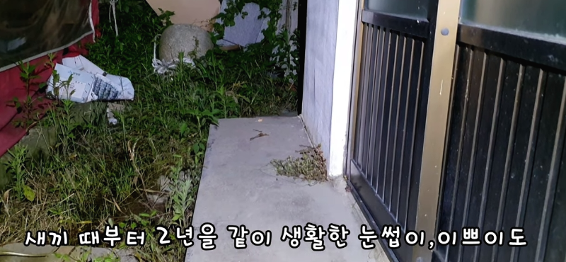 [매탈남] 살고 싶어서 새벽 2시에 찾아온 새끼 고양이 | 인스티즈