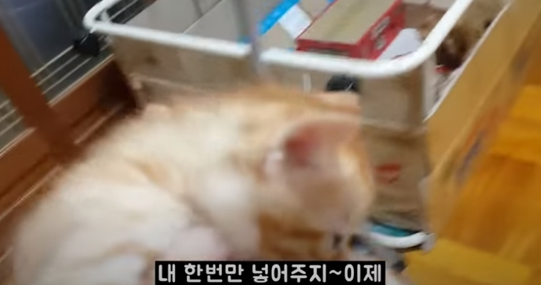 [매탈남] 고알못 집사한테 진심인 아기고양이.jpg | 인스티즈