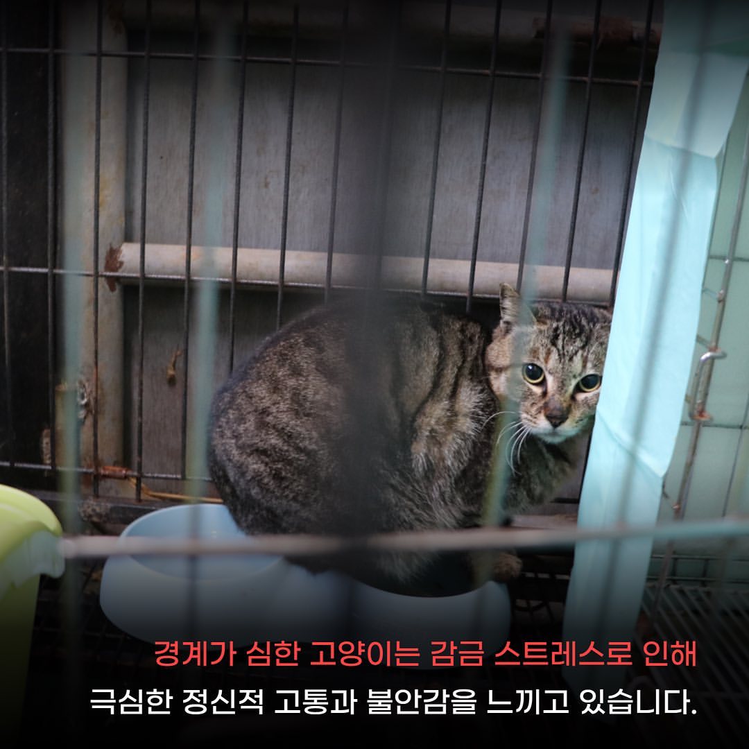 마라도 고양이 2차 회의에서 조류관계자가 고양이는 살처분 해도 되는 존재다 라고 발언 | 인스티즈