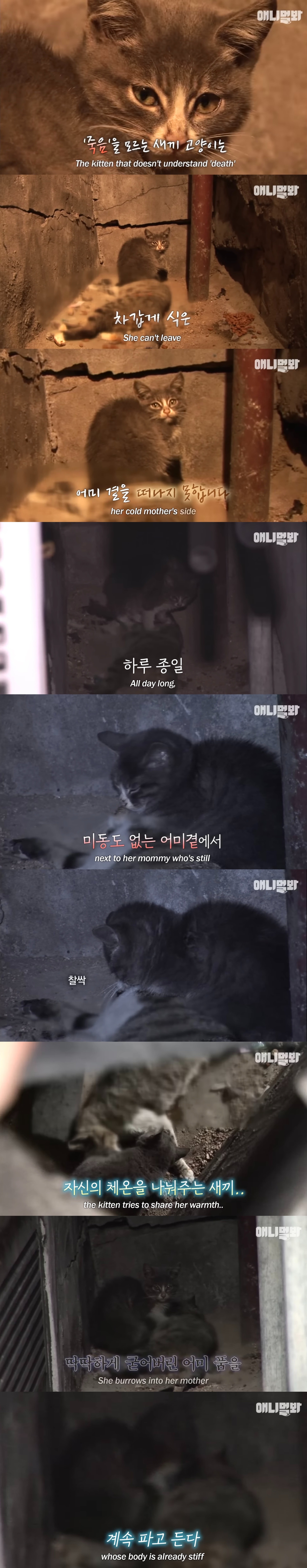 죽은 어미한테 꾹꾹이하던 새끼 고양이 .. 13년 후 | 인스티즈