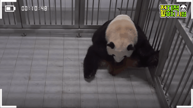 푸바오 출산때와 180도 달라진 아이바오.GIF | 인스티즈