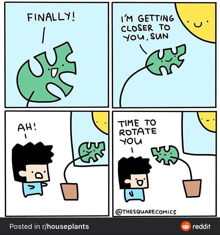 해외 식물집사 밈 | 인스티즈