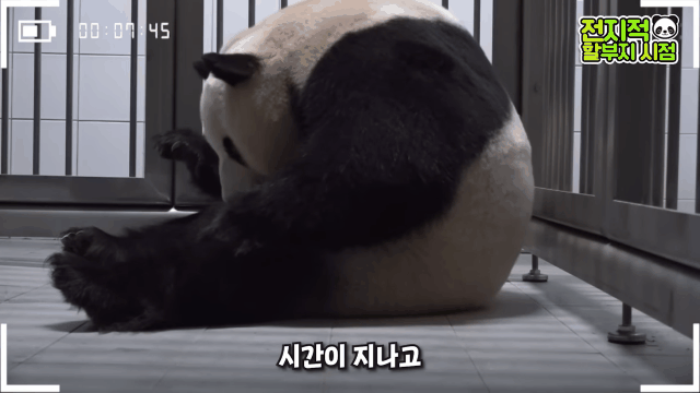 푸바오 출산때와 180도 달라진 아이바오.GIF | 인스티즈