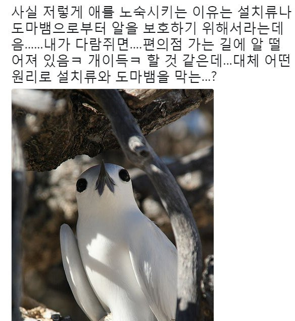 태어난 김에 사는 새.JPG | 인스티즈