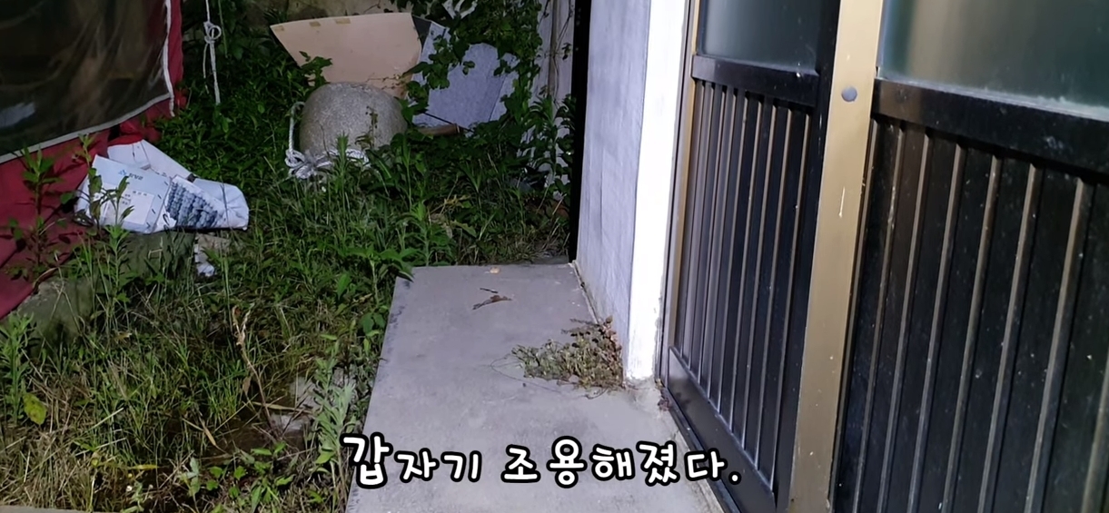 [매탈남] 살고 싶어서 새벽 2시에 찾아온 새끼 고양이 | 인스티즈