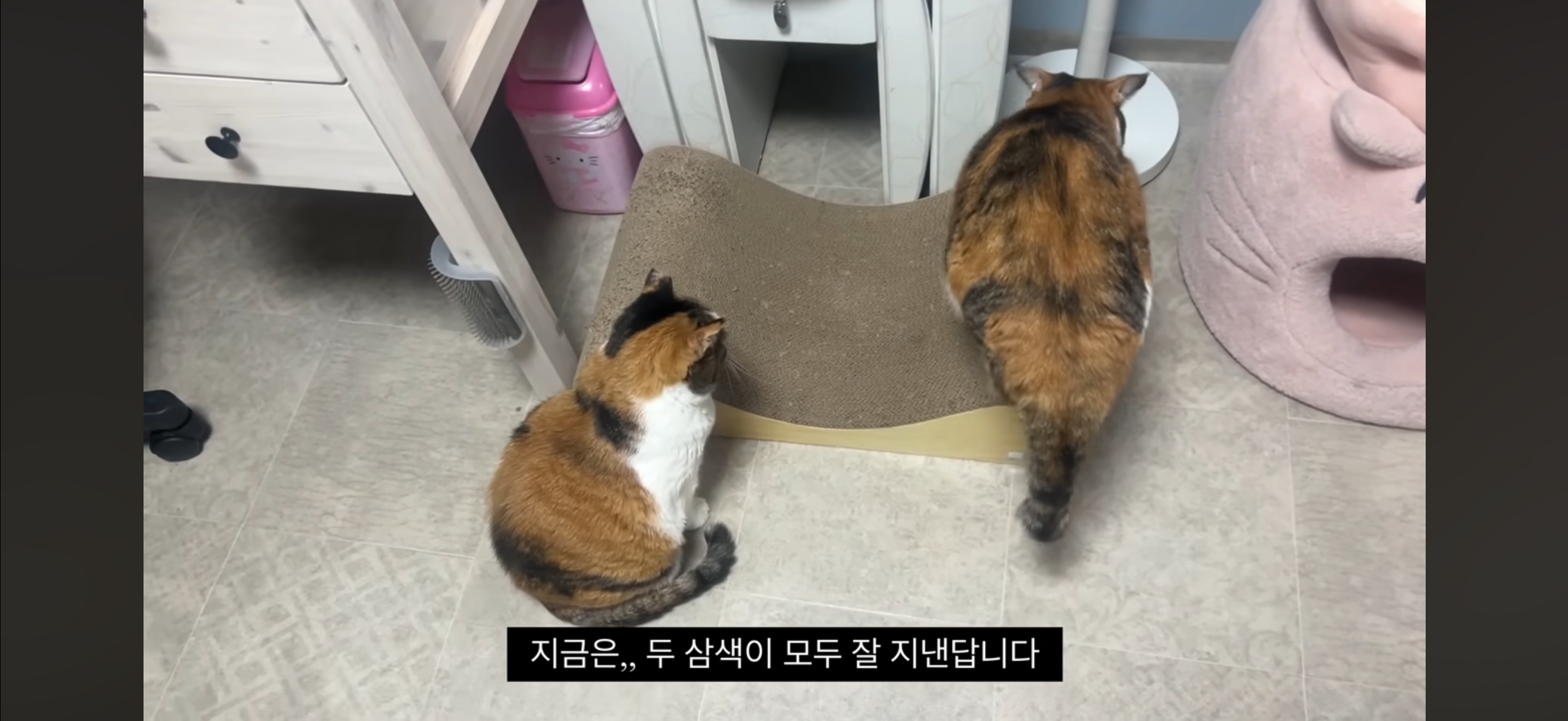 7년간 매일 나를 기다리던 길냥이(해피엔딩💕) | 인스티즈