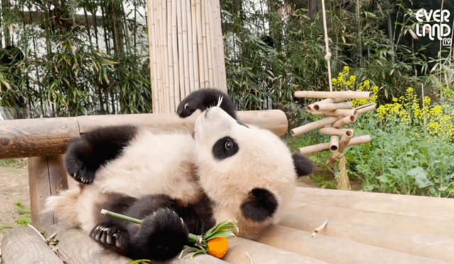 꽃을 좋아하는 푸바오에게 사육사 할아버지가 만들어주는 선물 | 인스티즈
