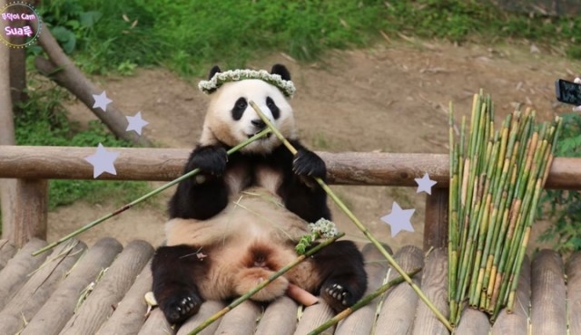 꽃을 좋아하는 푸바오에게 사육사 할아버지가 만들어주는 선물 | 인스티즈