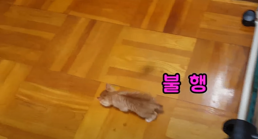 [매탈남] 고알못 집사한테 진심인 아기고양이.jpg | 인스티즈