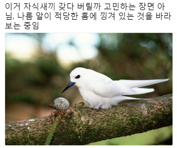 태어난 김에 사는 새.JPG | 인스티즈
