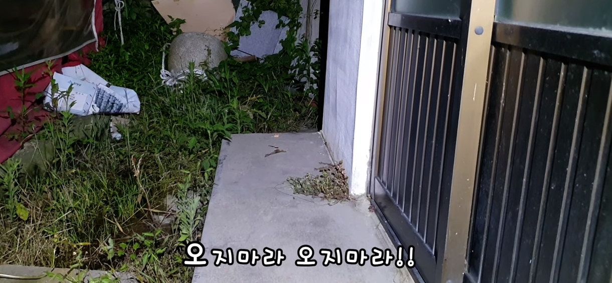 [매탈남] 살고 싶어서 새벽 2시에 찾아온 새끼 고양이 | 인스티즈