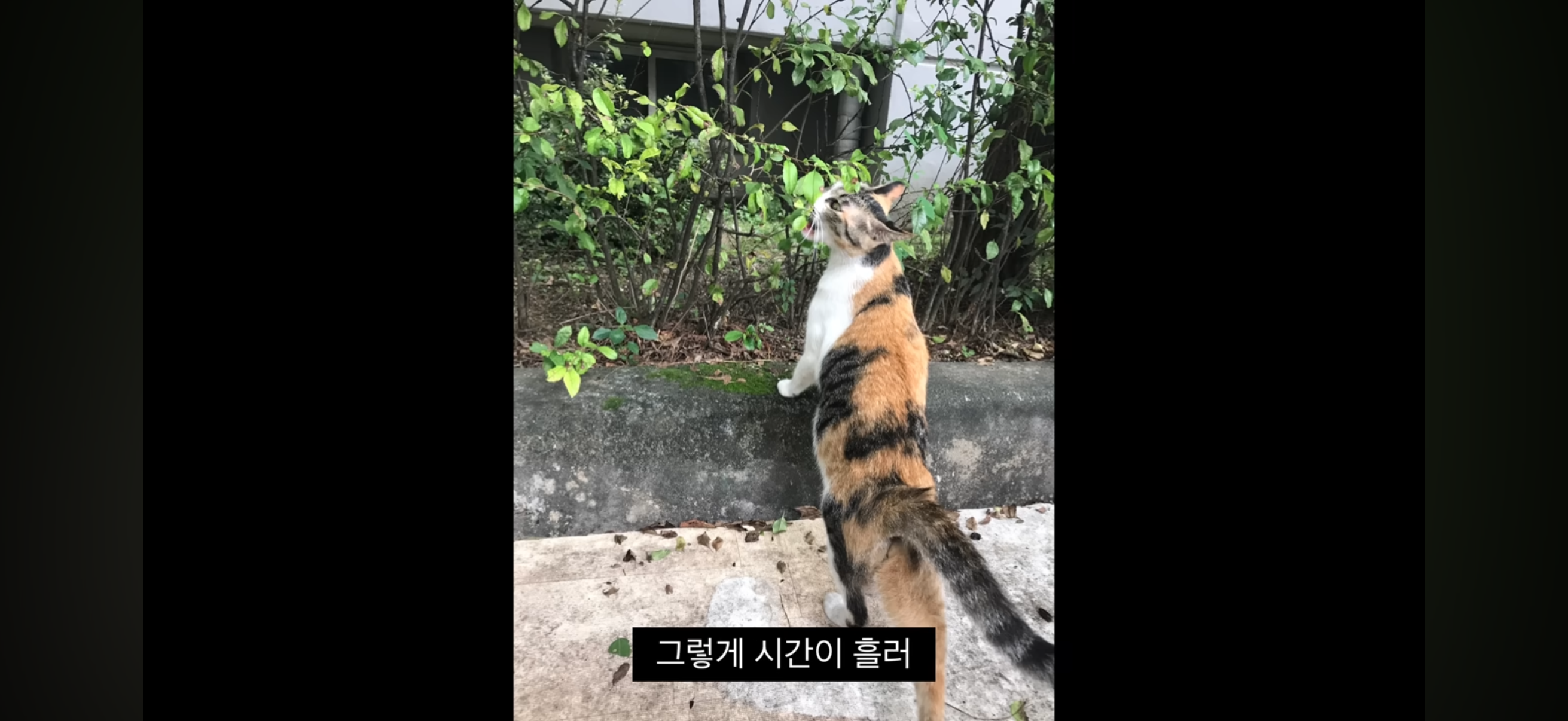 7년간 매일 나를 기다리던 길냥이(해피엔딩💕) | 인스티즈