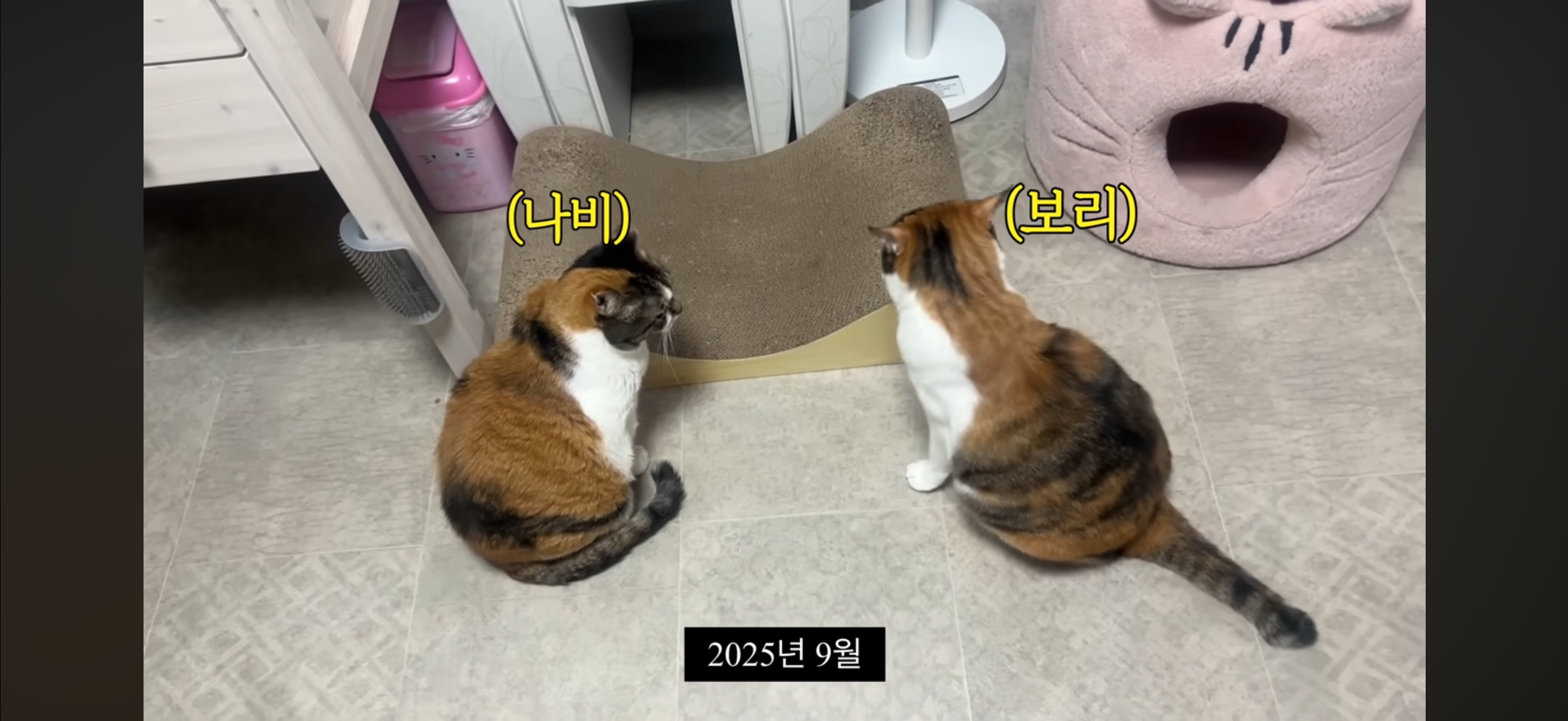 7년간 매일 나를 기다리던 길냥이(해피엔딩💕) | 인스티즈