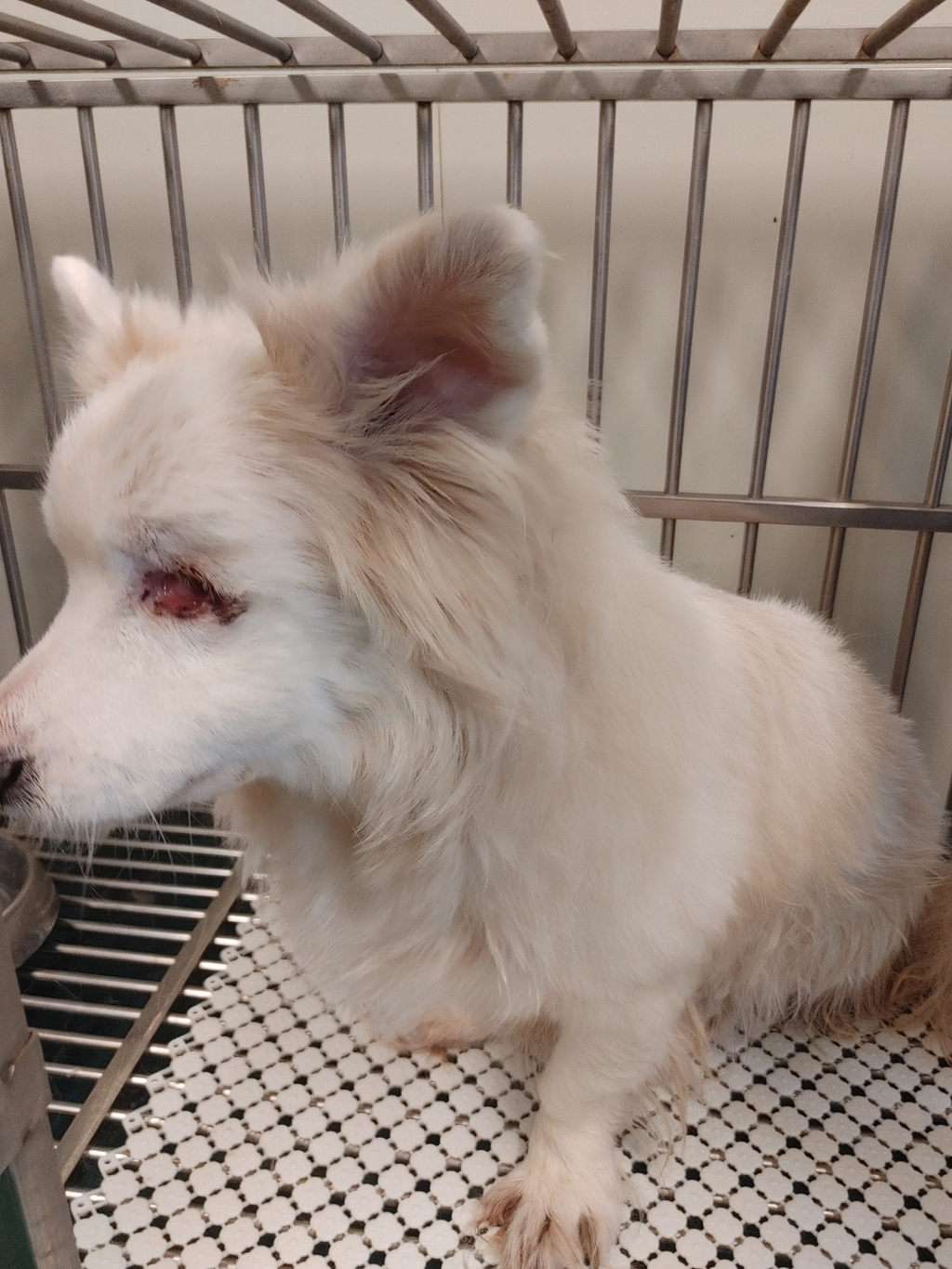 두눈이 파이고 주인에게 버려진 12살 강아지 "눈물”이 구조소식 | 인스티즈