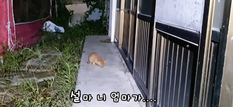 [매탈남] 살고 싶어서 새벽 2시에 찾아온 새끼 고양이 | 인스티즈