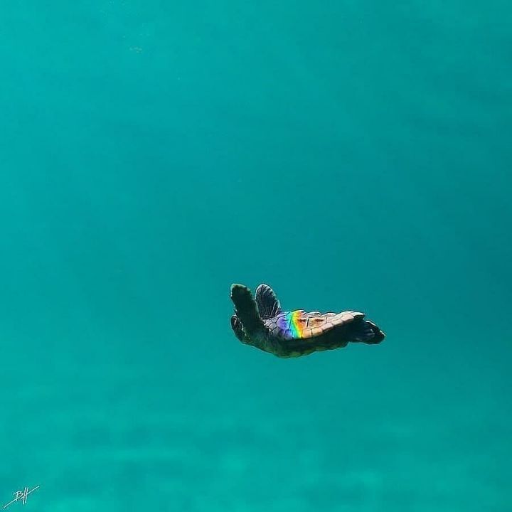 마음이 몽글몽글해지는 아기바다거북이 | 인스티즈