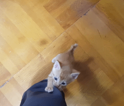 [매탈남] 고알못 집사한테 진심인 아기고양이.jpg | 인스티즈