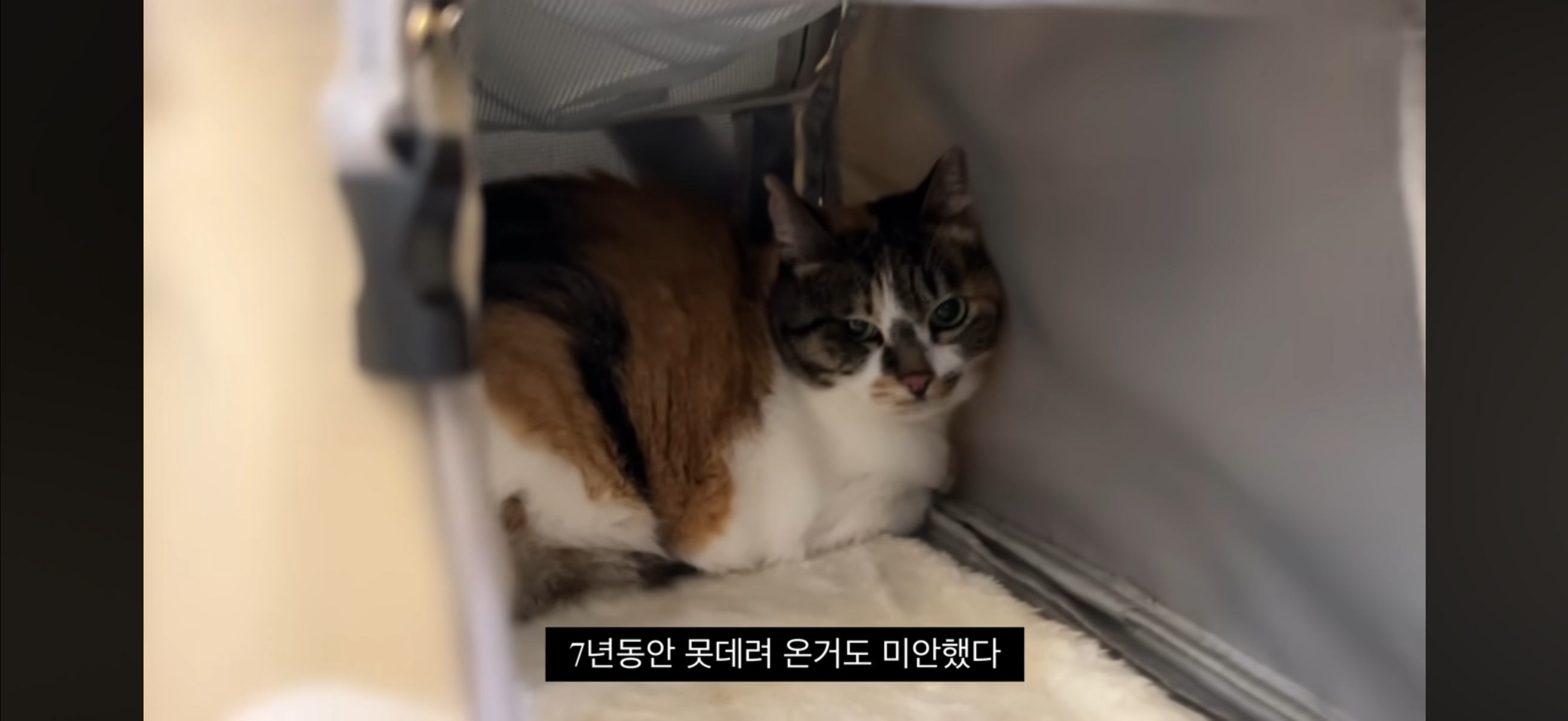 7년간 매일 나를 기다리던 길냥이(해피엔딩💕) | 인스티즈