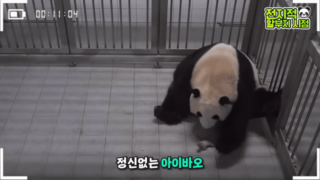푸바오 출산때와 180도 달라진 아이바오.GIF | 인스티즈