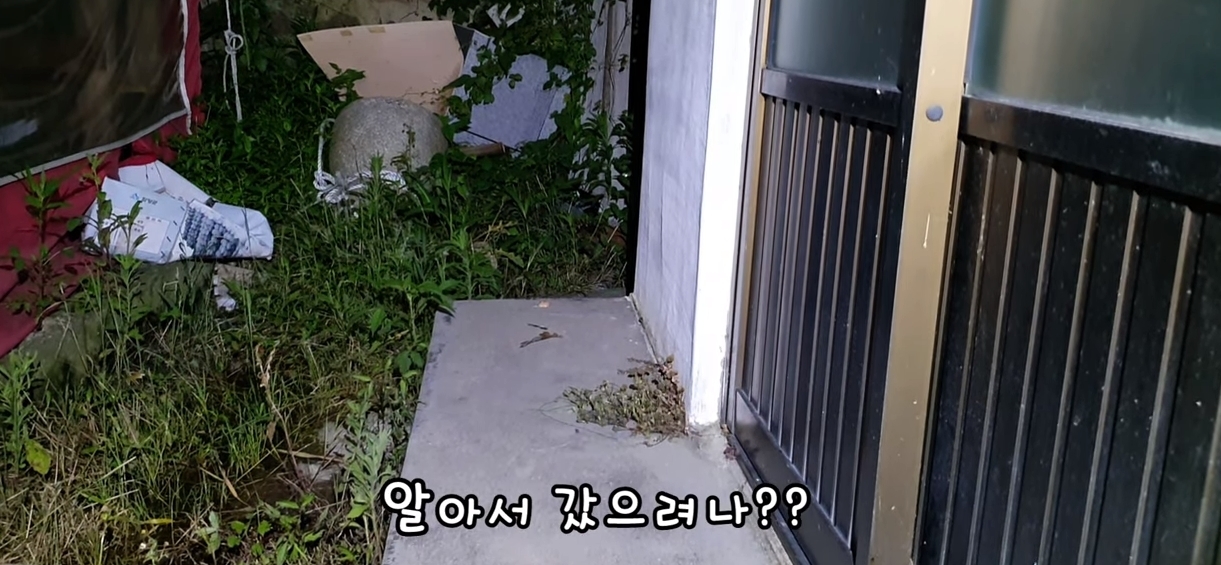 [매탈남] 살고 싶어서 새벽 2시에 찾아온 새끼 고양이 | 인스티즈