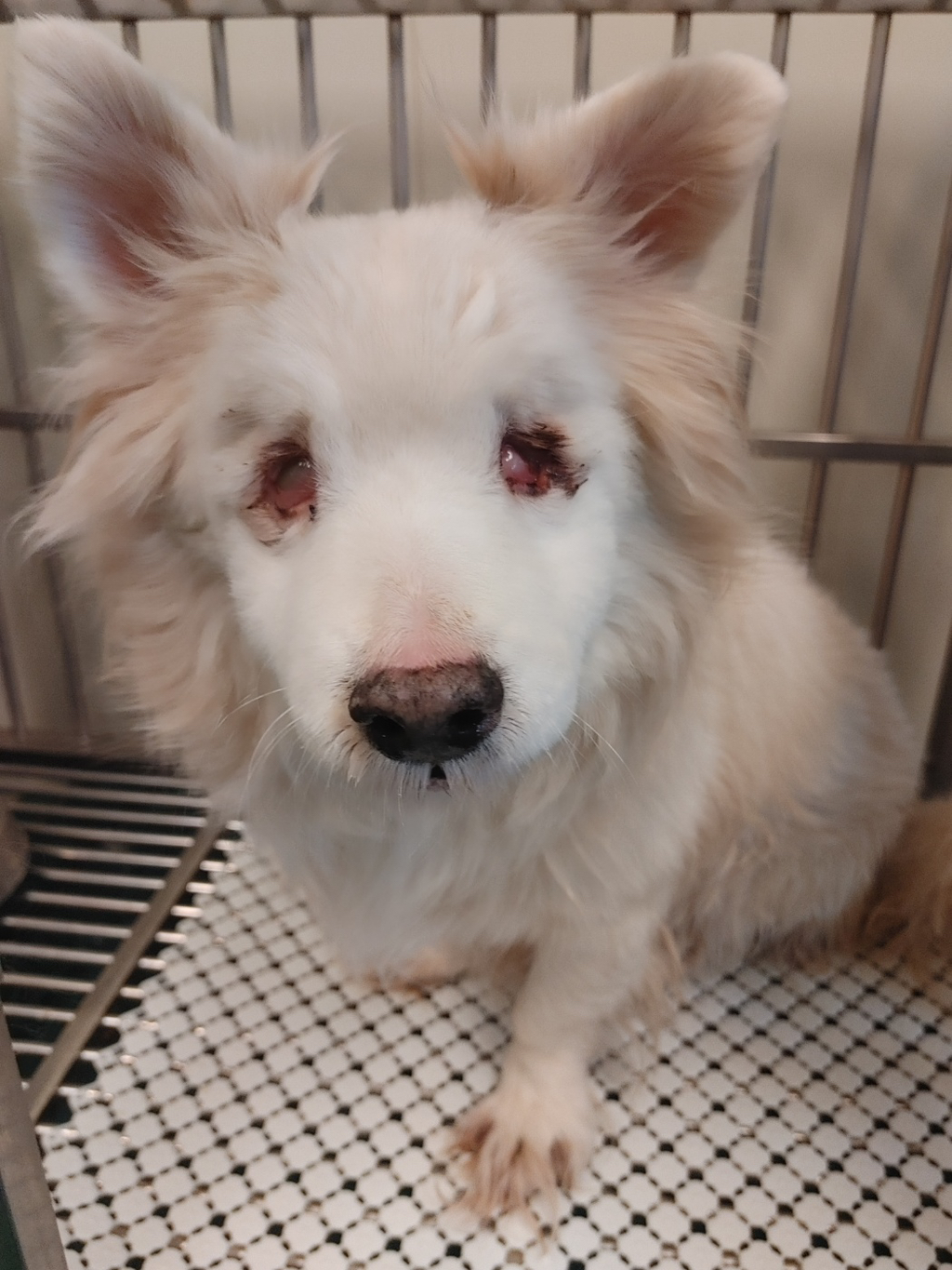 두눈이 파이고 주인에게 버려진 12살 강아지 "눈물”이 구조소식 | 인스티즈