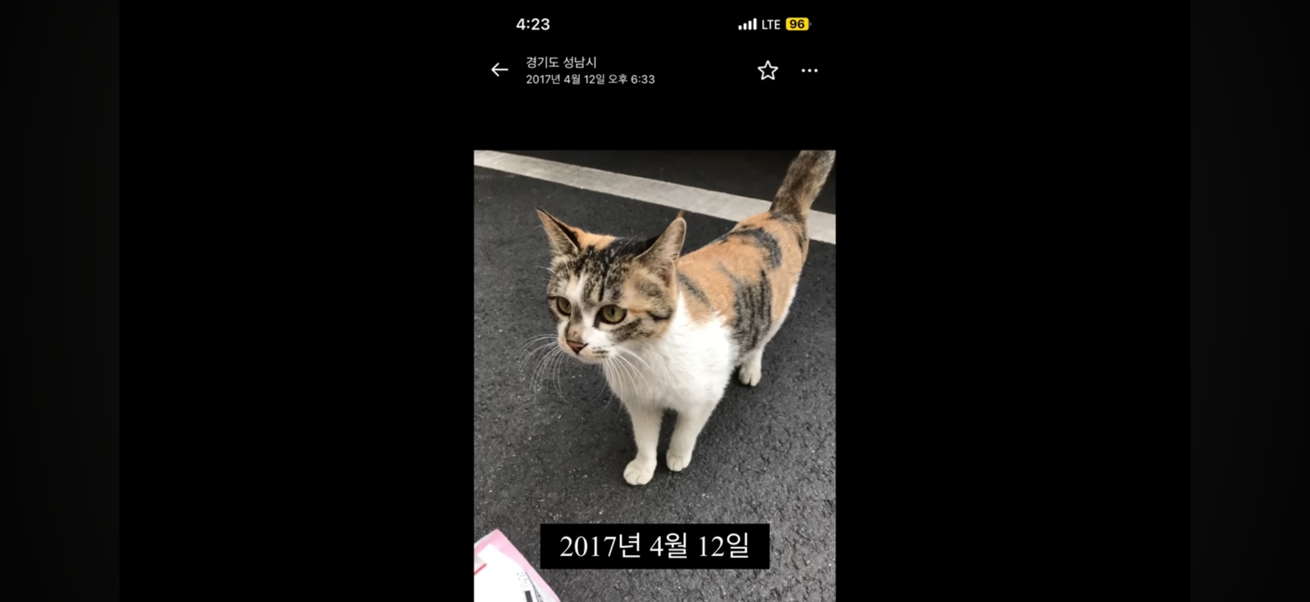 7년간 매일 나를 기다리던 길냥이(해피엔딩💕) | 인스티즈