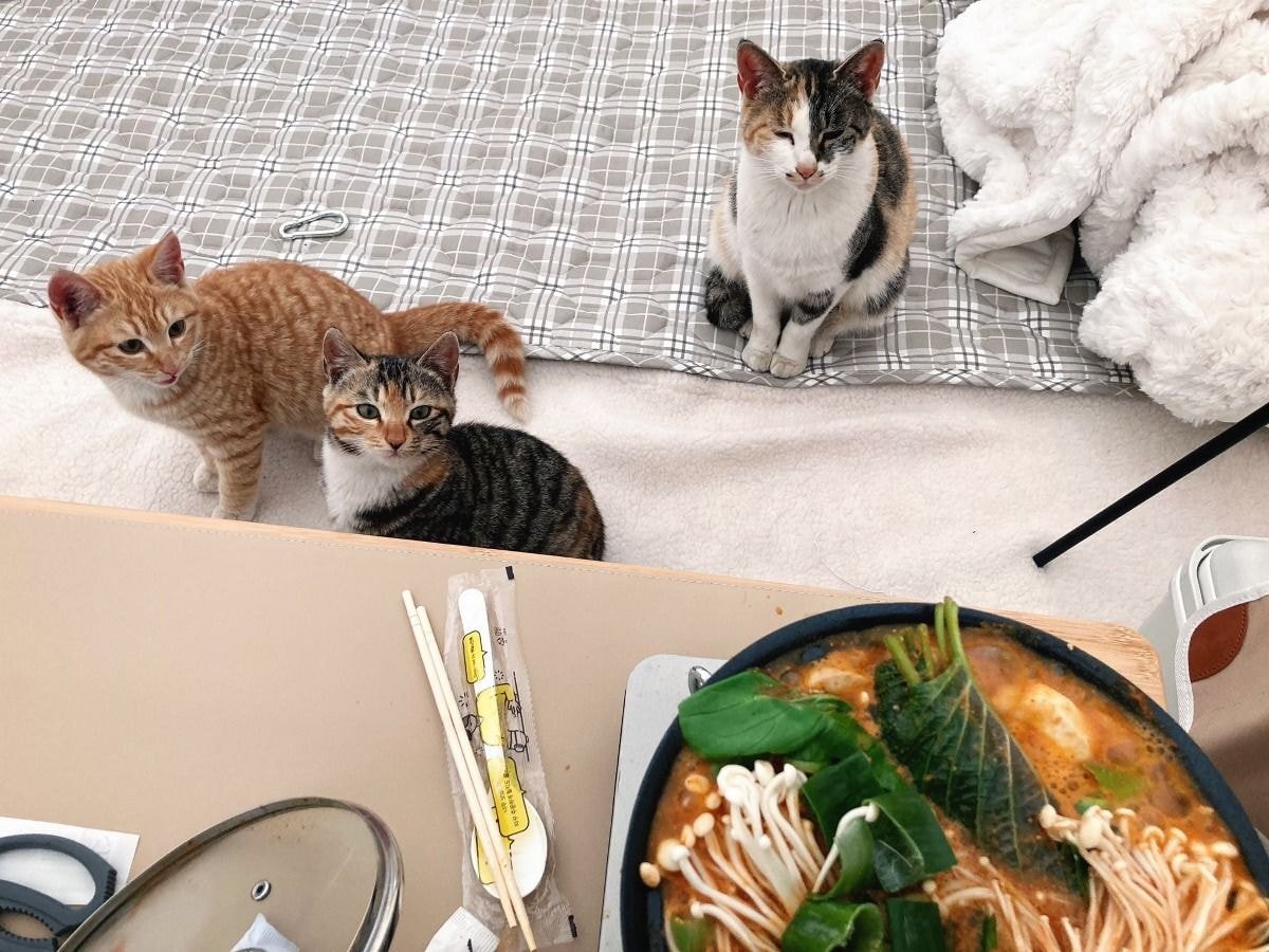 캠핑하러 왔다가 맹수들한테 집 습격당함 ㅜㅜ.twt | 인스티즈