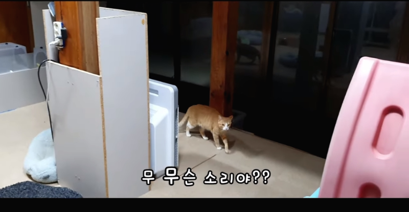 [매탈남] 살고 싶어서 새벽 2시에 찾아온 새끼 고양이 | 인스티즈