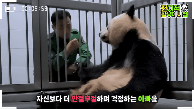 푸바오 출산때와 180도 달라진 아이바오.GIF | 인스티즈