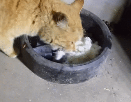 ce5692b74ff66f03d9938ec4ec6cca077b0a19a7