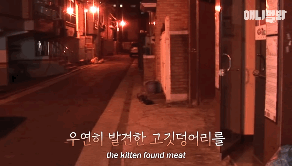 죽은 어미한테 꾹꾹이하던 새끼 고양이 .. 13년 후 | 인스티즈
